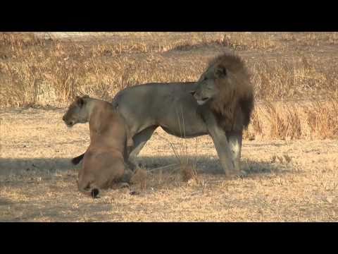 Come si muove il leone